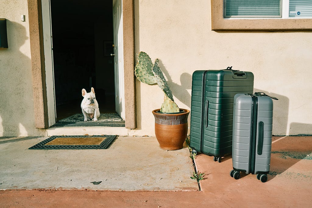 White French bulldog sitting at an open door looking towards one large green piece of luggage and a smaller grey piece of luggage, placed on a stoop next to a cactus in a pot