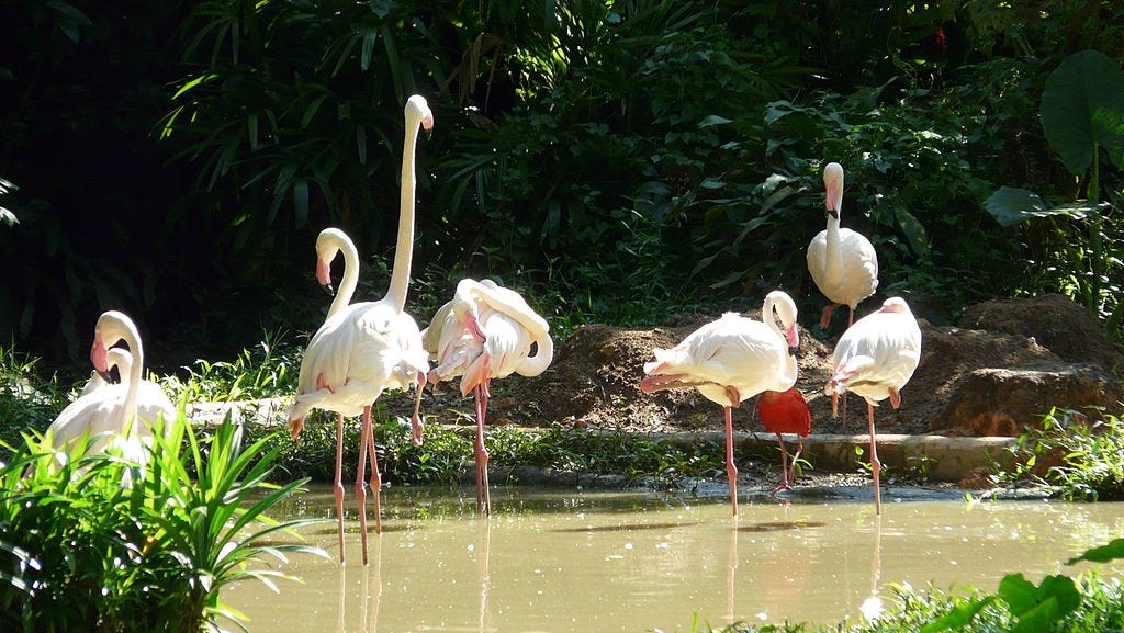 Flamingos at Singapore Zoo