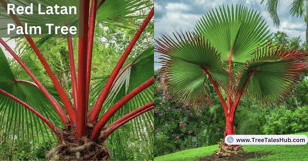 Discover the Vibrant Beauty of Red Latan Palm Trees