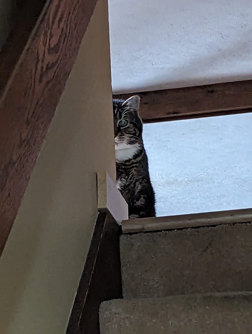 Buddy the Cat giving a death stare from the top of the stairs.