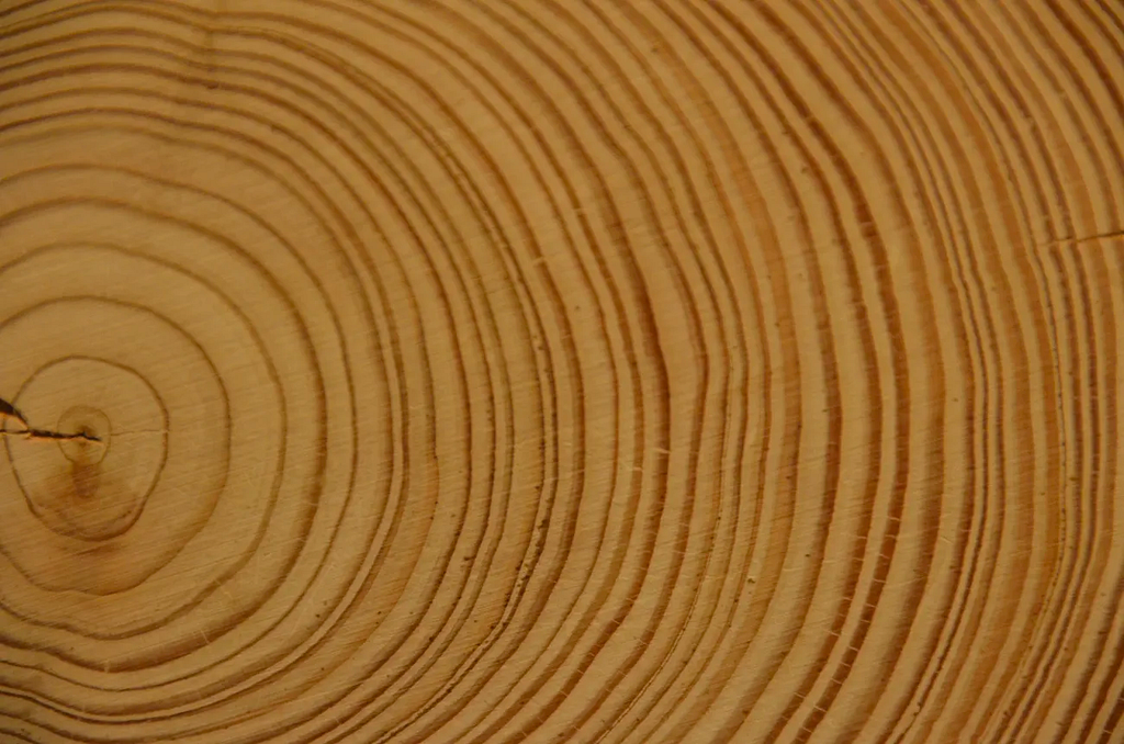 Photo of a tree’s rings.