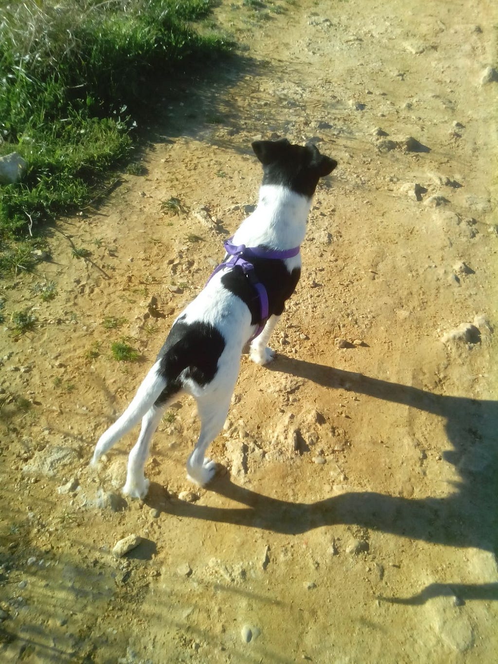 En esta imagen me muestro alerta: mi cuerpo está ligeramente tenso, preparado para iniciar movimiento si hiciera falta. Las cuatro patas en el suelo, paralelas y bien posicionadas. La boca cerrada (aunque aquí no se me ve) necesitamos todos los sentidos, incluido el olfato y el oído y la boca abierta no nos permitiría captar bien estímulos olfativos o auditivos, y el rabo relajado pero no completamente hacia abajo, preparado para actuar si fuera necesario.