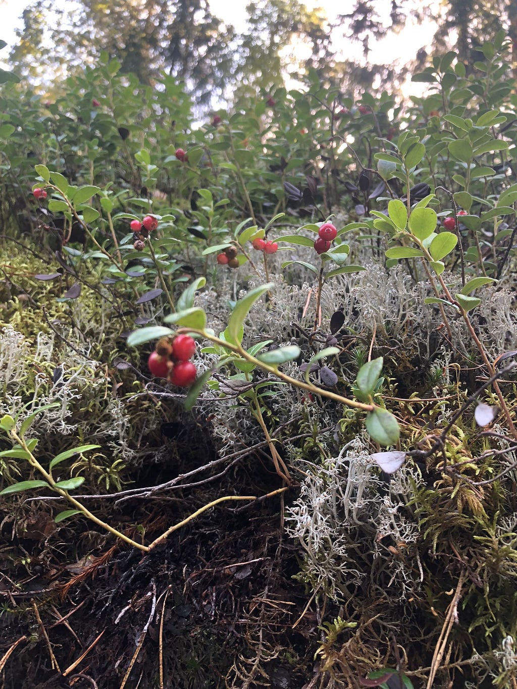 wild cranberry plants grow in mossy soil