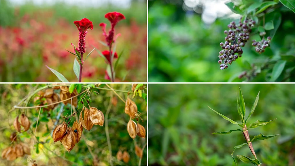Celosia flowers images, Chasteberry plant images, Cardiospermum plant images, Echinochloa colona plant images at NaturePicStock