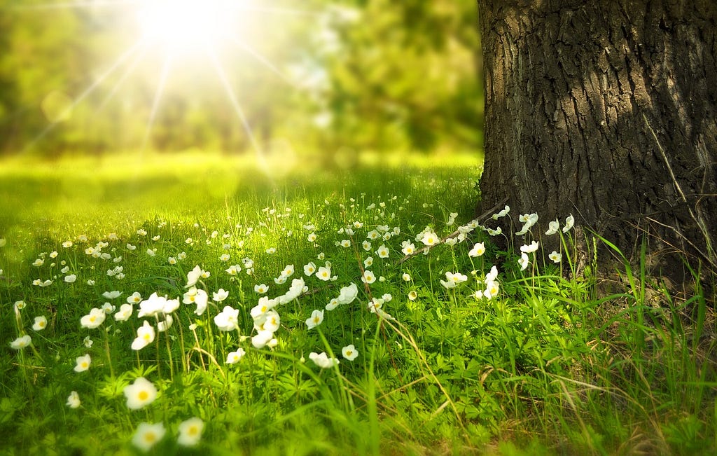 Image of the sun streaming through trees and shining on a tree trunk and small, white flowers