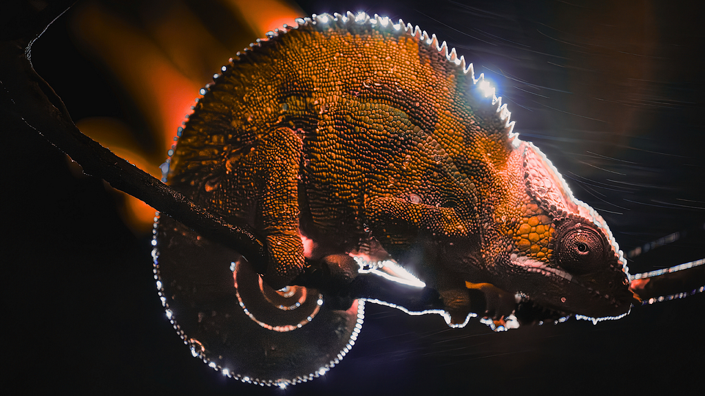 Close-up of a chameleon gripping a branch, its textured skin glowing in warm orange tones with dramatic lighting and a dark, blurred background.