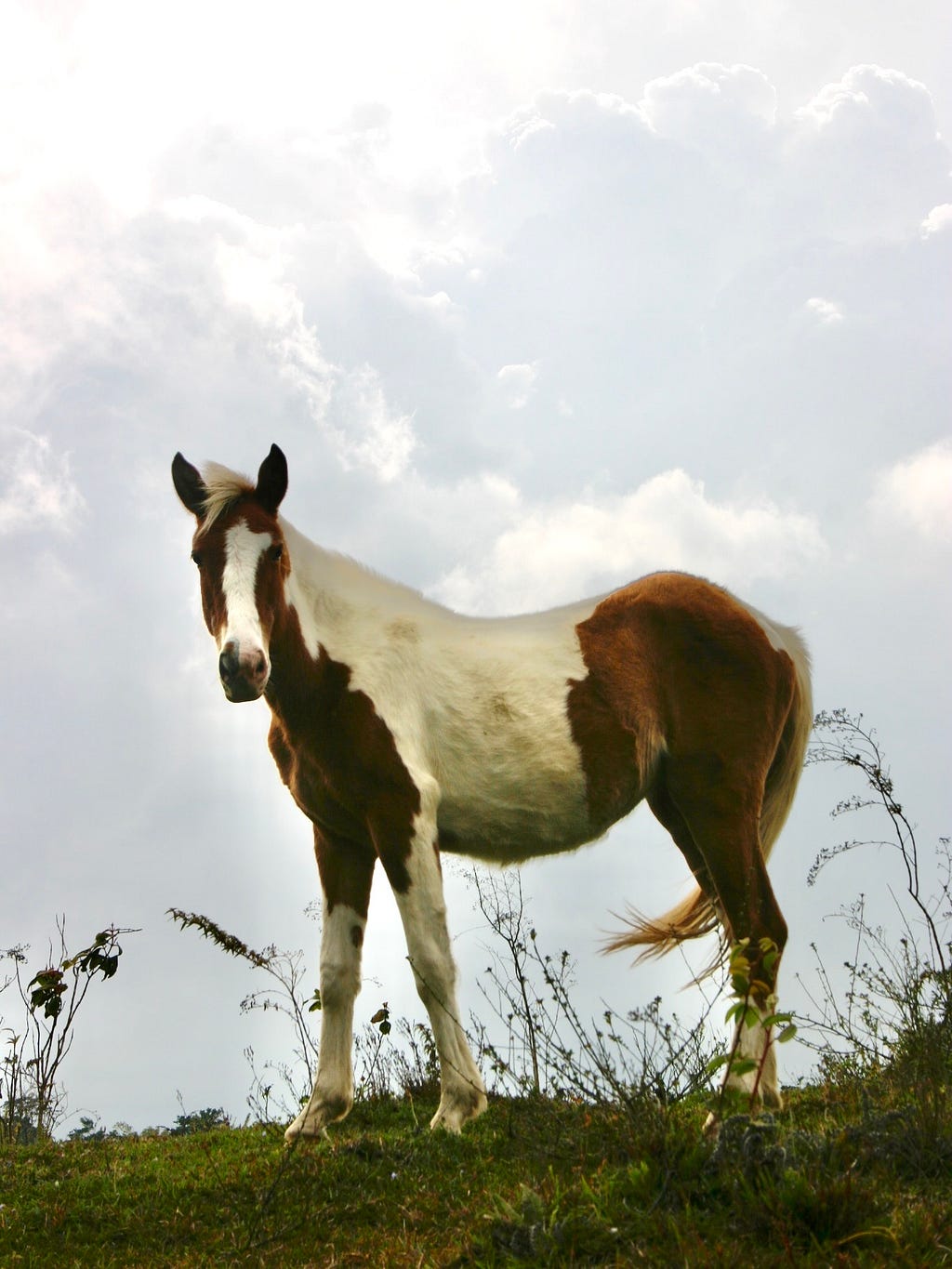 Color image of a white steed with brown bits on its hind, chest, ears, and either side of its face standing in a grassy field against a grayish cloudy sky background, staring straight at the author’s camera.
