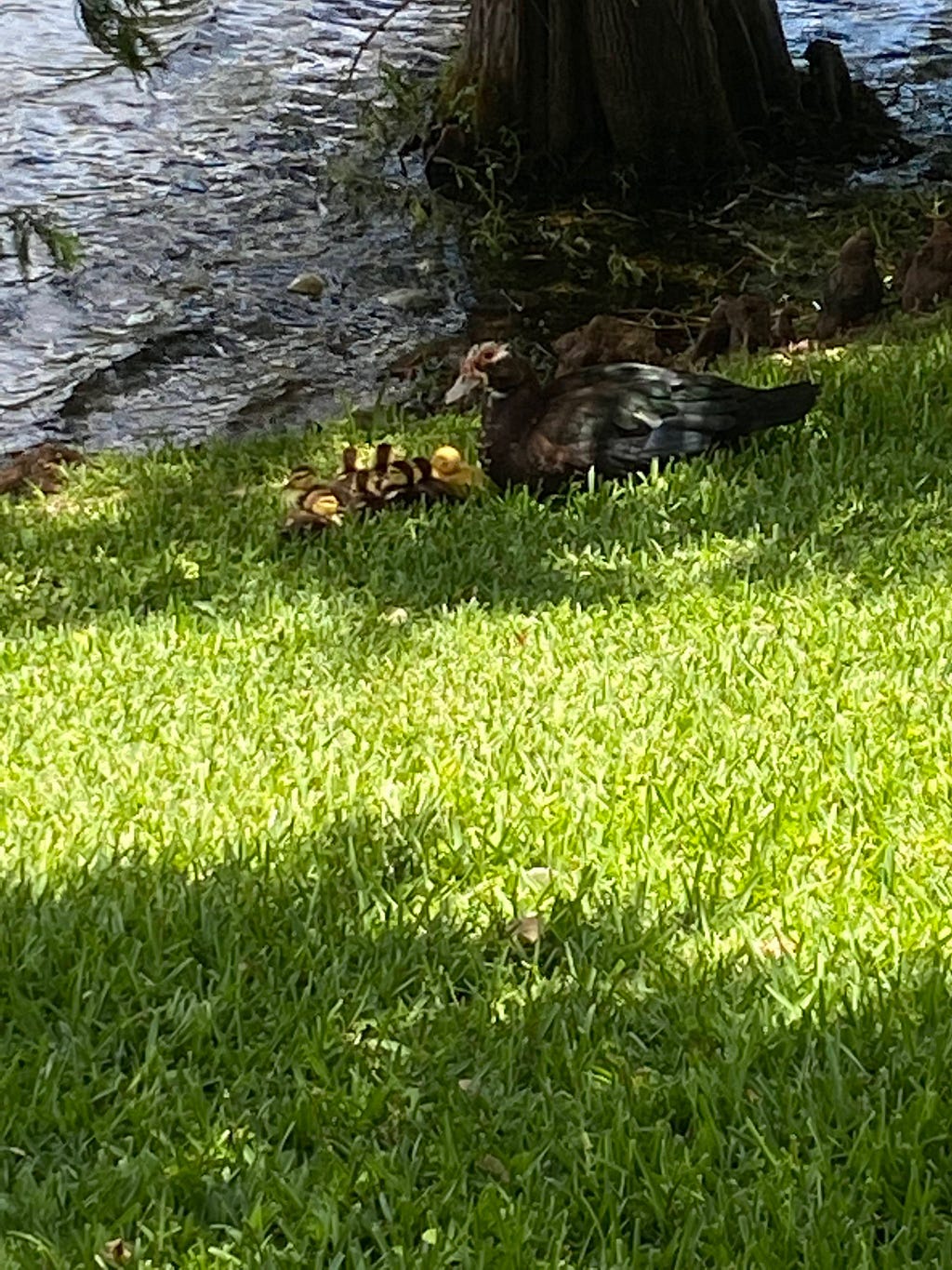 Family of ducks nestled in the shade near the lake surrounded by bright green grass.