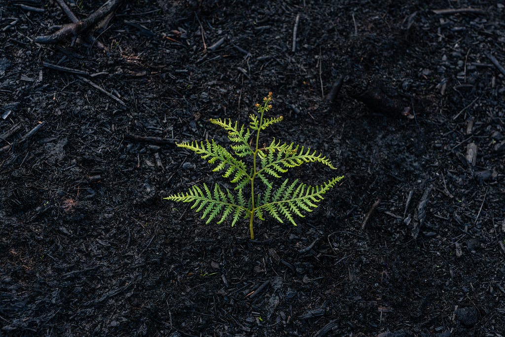 A solitary young fern plant stands with vibrant green leaves against a stark, contrasting background of dark, charred earth.