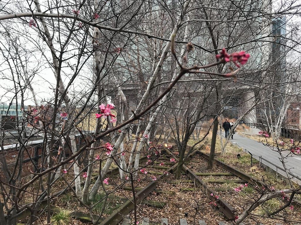 Bare trees, some colorful buds, disused railroad tracks, and two people in the distance, near a hotel in the background.