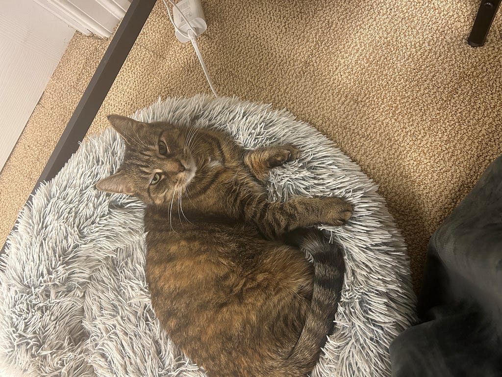 A gold, brown and white tabby cat sits on a bed that is made of white and grey shag fur. The cat has light green eyes and a white spot on her chin and chest.