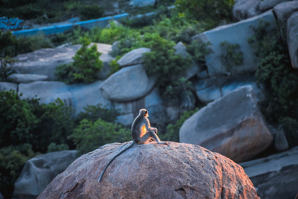 Monkey sitting on a big rock during daytime