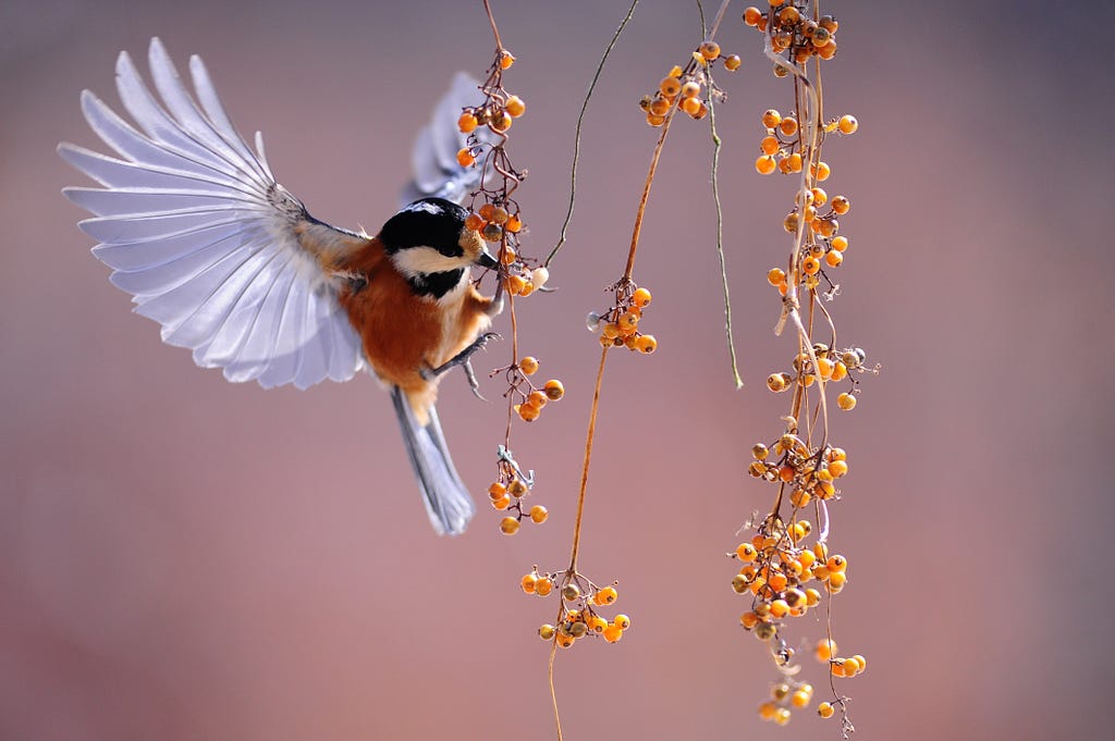 Figure 1. Brown and Grey Hummingbird Hovering over Orange Fruit. Photo by Pixabay from Pexels