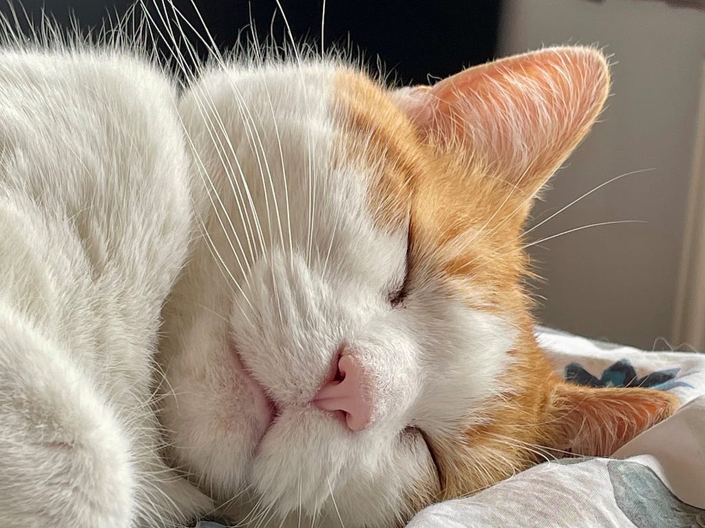 White and ginger cat asleep on a bed.