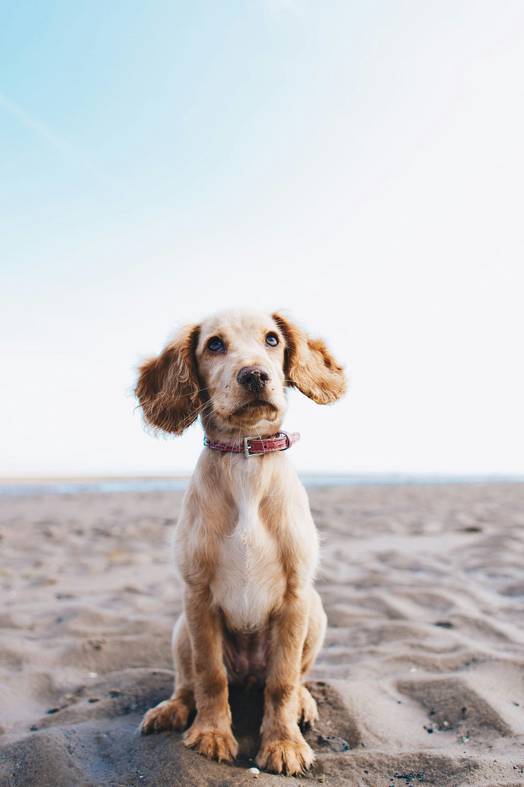 Cocker spaniel puppy sitting on beach sand on an overcast day looking up and to the right. Photo by Ryan Walton sourced from Unsplash.