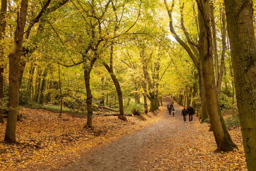 A photograph of a tree-line pathway in Hampstead Heath, in the London Borough of Camden, strewn with autumn leaves.