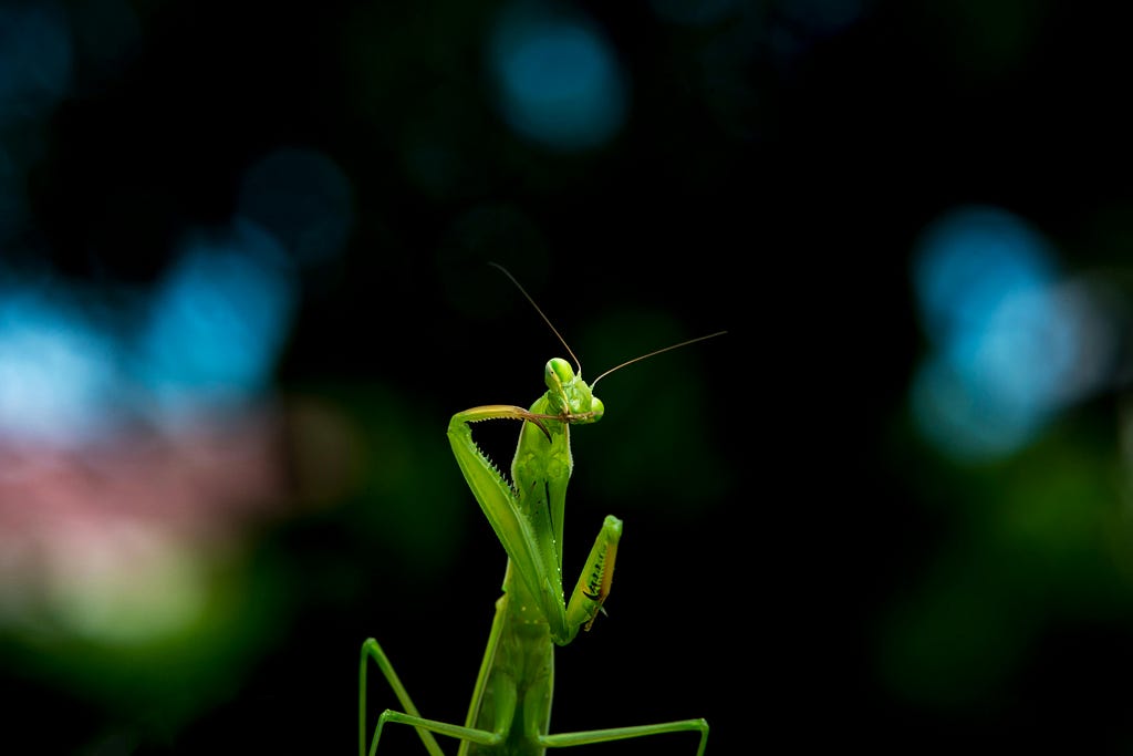 Close-Up Shot of a Praying Mantis