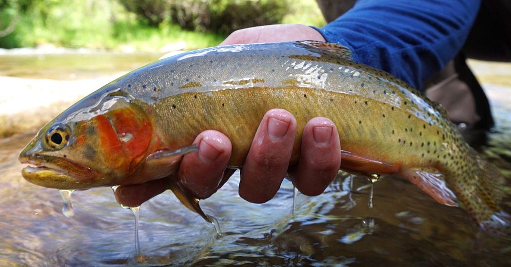 a trout with a red cheek in someone’s hand