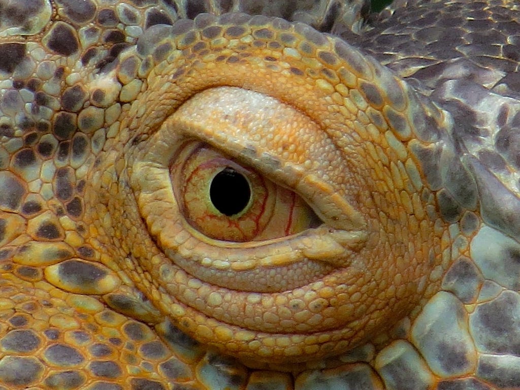 The image of an iguana’s eye is used to illustrate the story of a dragon. The eye is bright yellow to look at and has red veins running through the body of the eye. It is a frightening sight for a seven-year-old boy. Source Pixabay.