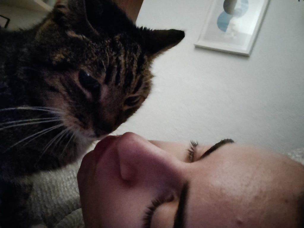 A tabby cat receiving a kiss from her human