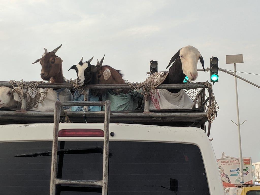 A picture of goats secured to the top of a van in Nouakchott, Mauritania.