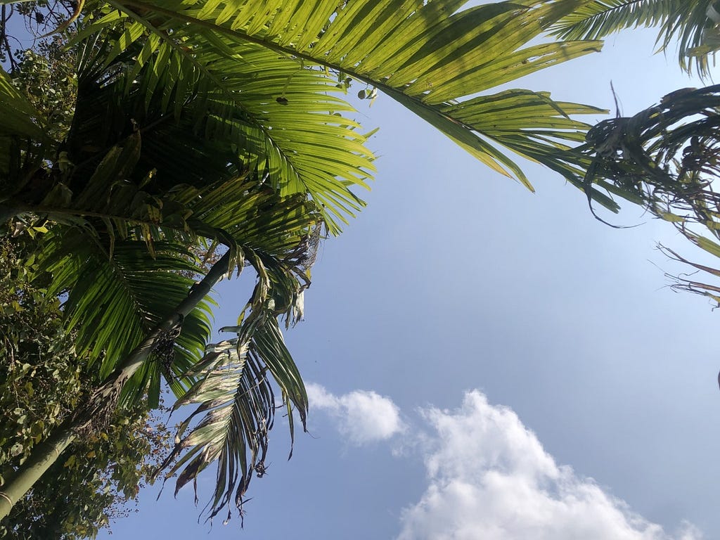 Looking at Sunday in Kerala, India