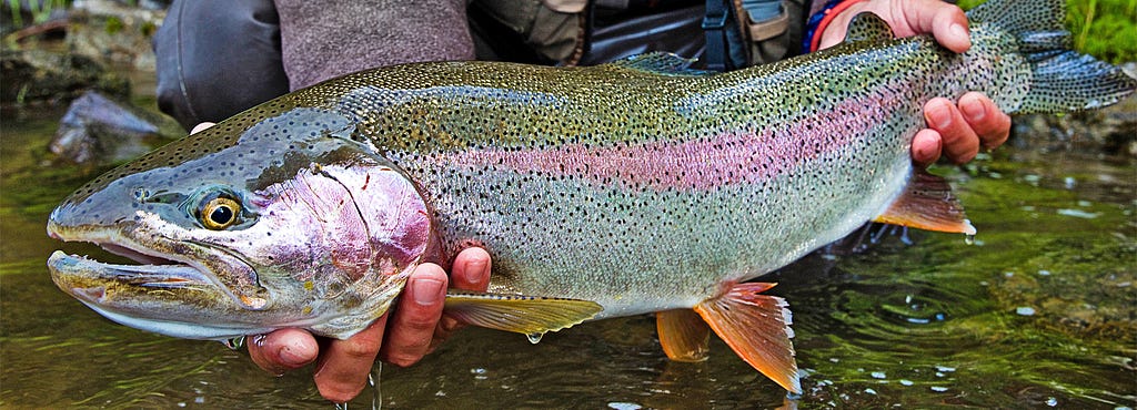 Rainbow Trout