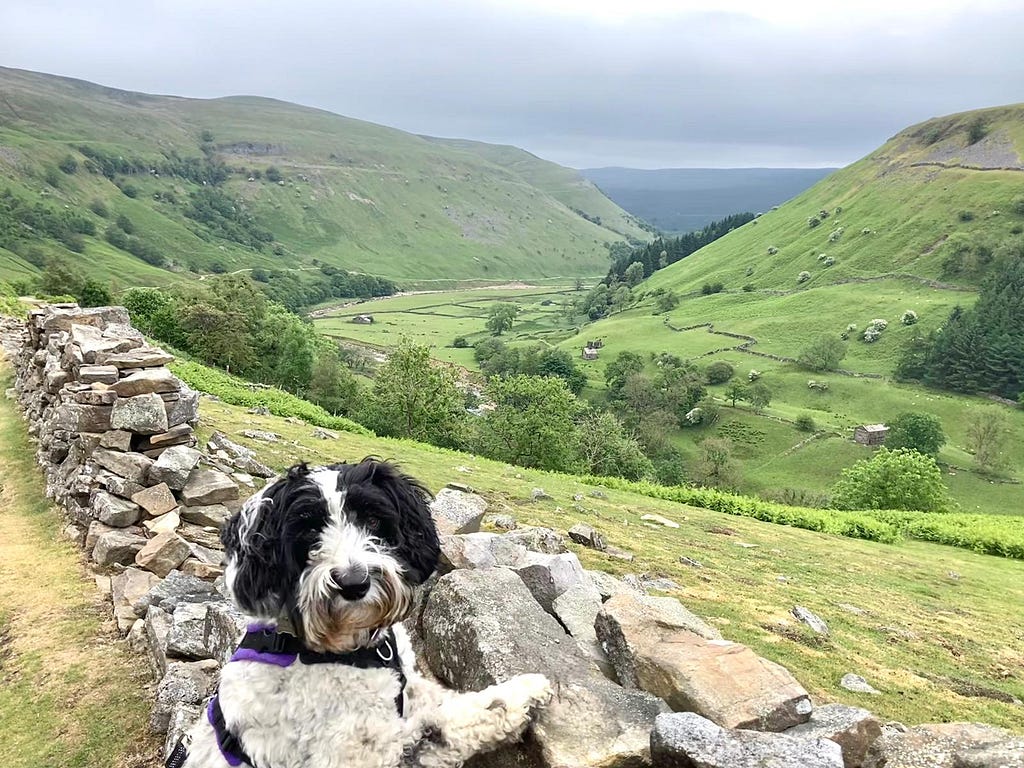 Star the dog admiring the view down into a valley