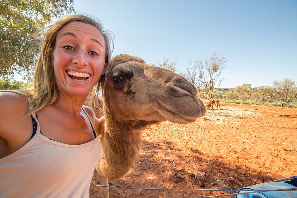 A person takes a selfie with a camel. A cow lurks in the background.