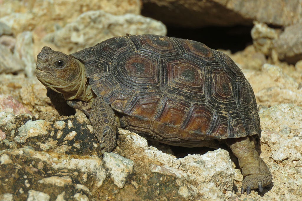 A juvenile Sonoran desert tortoise takes in the sun in the Tucson Mountains.