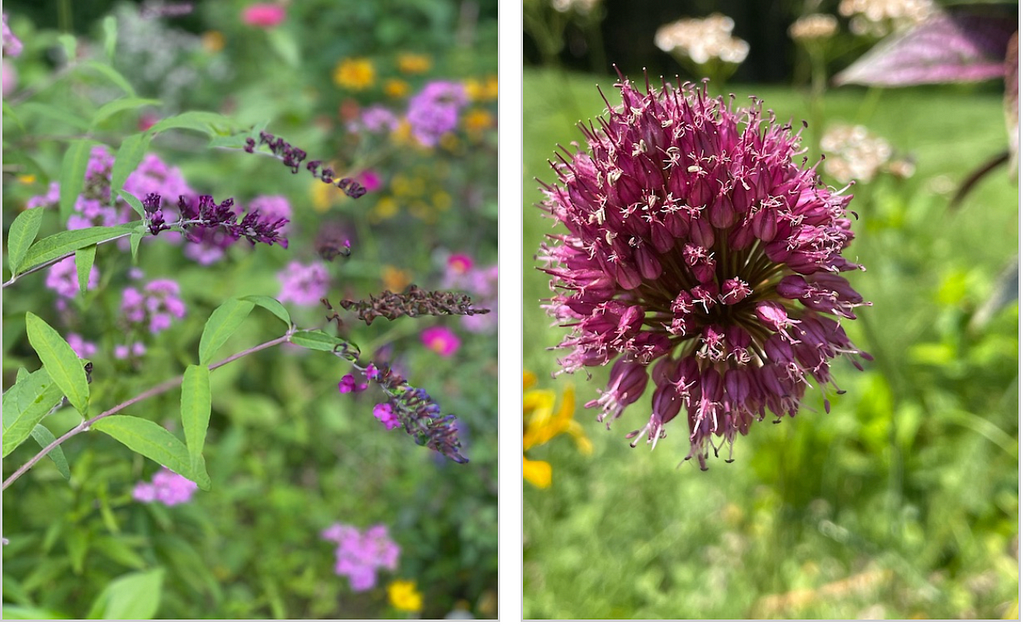 Shades of purple flowers Zimmer Gardens in Kingston NY