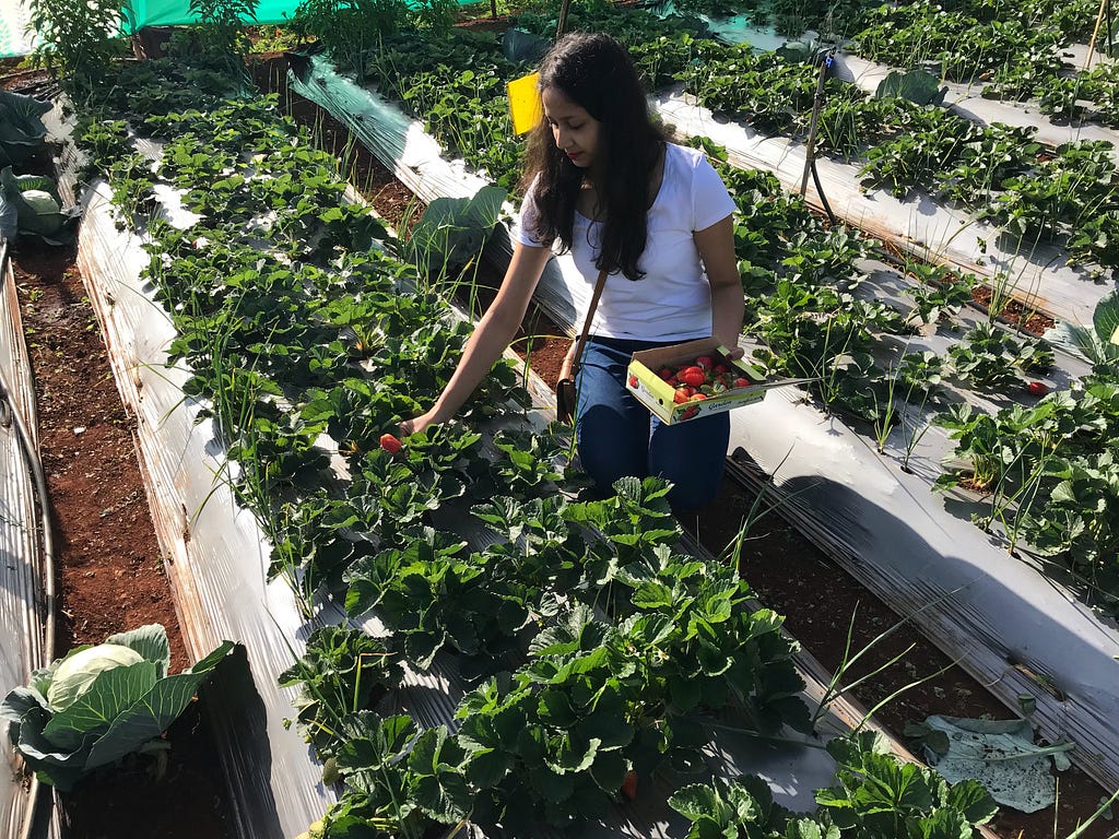 Strawberry picking in farm, Mahabaleshwar