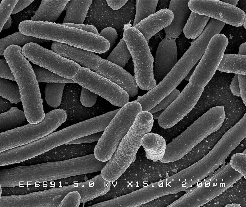 A scanning electron microscope of E. coli — photo courtesy of Wikimedia Commons, public domain, and the NIAID laboratory. https://commons.wikimedia.org/wiki/File:E._coli_Bacteria_(7316101966).jpg