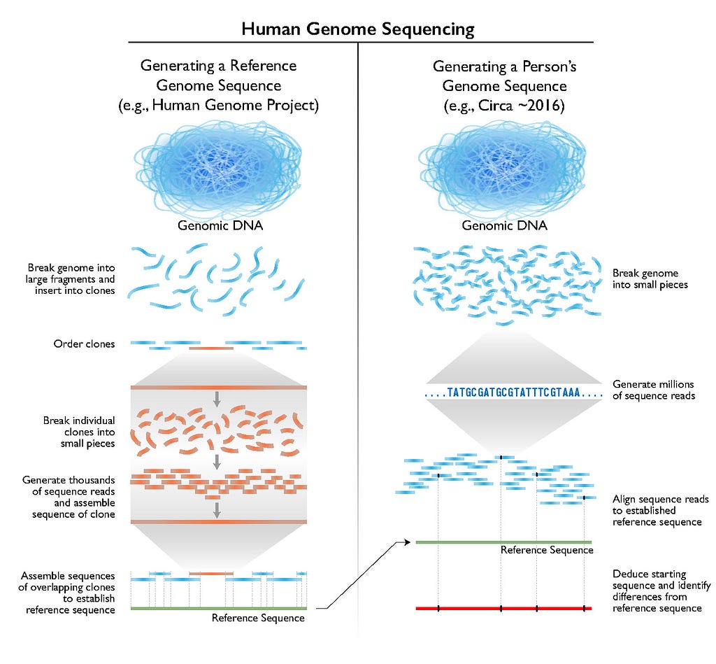 On the left, we have the method used by the Human Genome Project, and on the right is the method used by Celera Genomics → Source