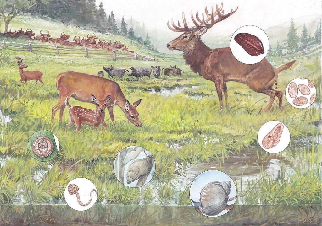 1 The schematic drawing of Giant Liver Fluke life cycle in Bohemian Forest Ecosystem © Pavel Procházka