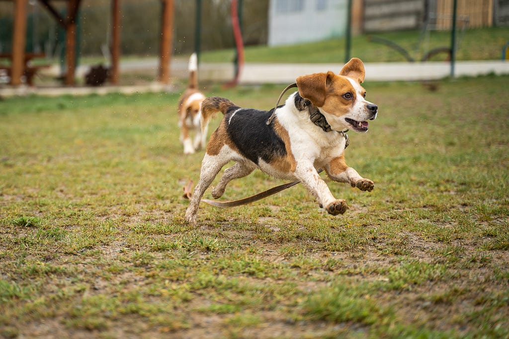 A beagle rescued from lab experimentation for veterinary products runs playfully around a grassy field at a Czech animal shelter. Their rescue gives them a chance for a new, safe, and happy life, and they acclimate to living outside a lab while waiting to be adopted. Czechia, 2023. Lukas Vincour / Zvirata Nejime / We Animals Media