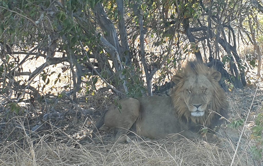 Young male lion lying in the shade of a bush, eyes closed.