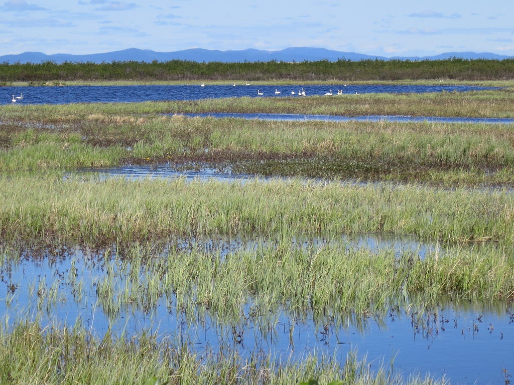 a wetland in the foreground with swans in the background