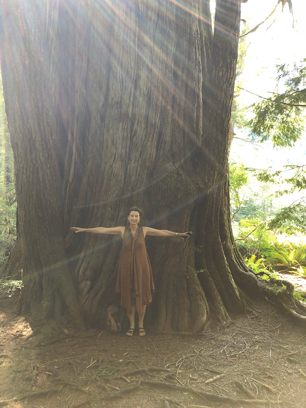 The lower trunk of an ancient cedar; the width of which is twice the outstretched arm spans of the author standing before it.