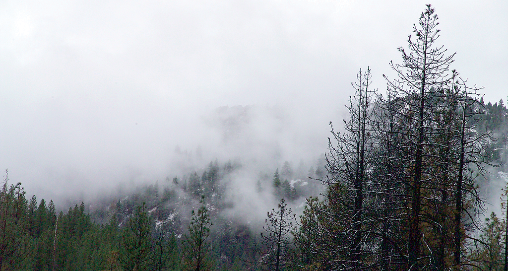 Photo of fog over the treeline.