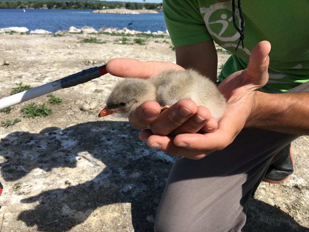 Muhammed Ebrar Aydin holding a baby gull. LegendofEbrar. Muhammed Aydin.