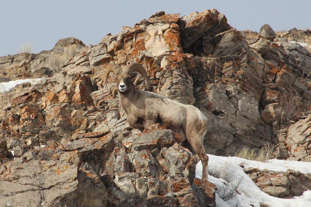 Adult bighorn sheep standing on rock cliffs with snow