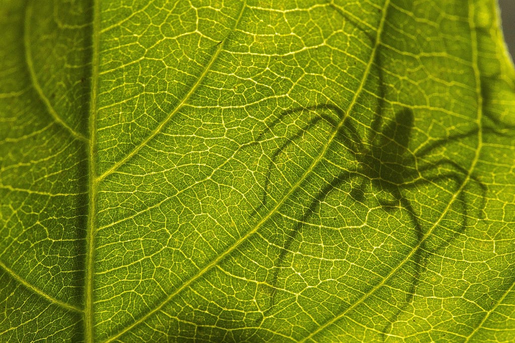 A closeup picture of a veiny leaf with the shadow of a spider on it.