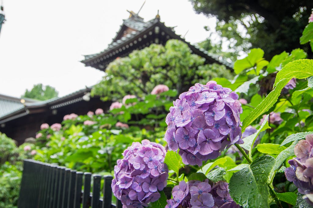 為寺社添上秀色 為悼念亡靈而生的繡球花 紫陽花 Za誌