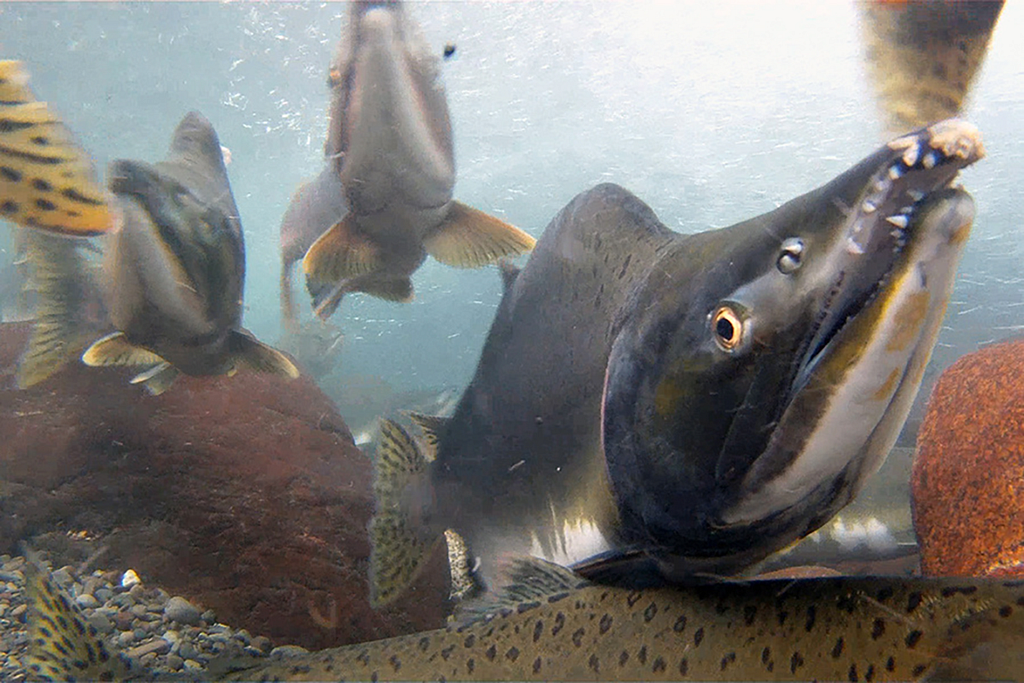 Underwater close up view of a run of pink salmon