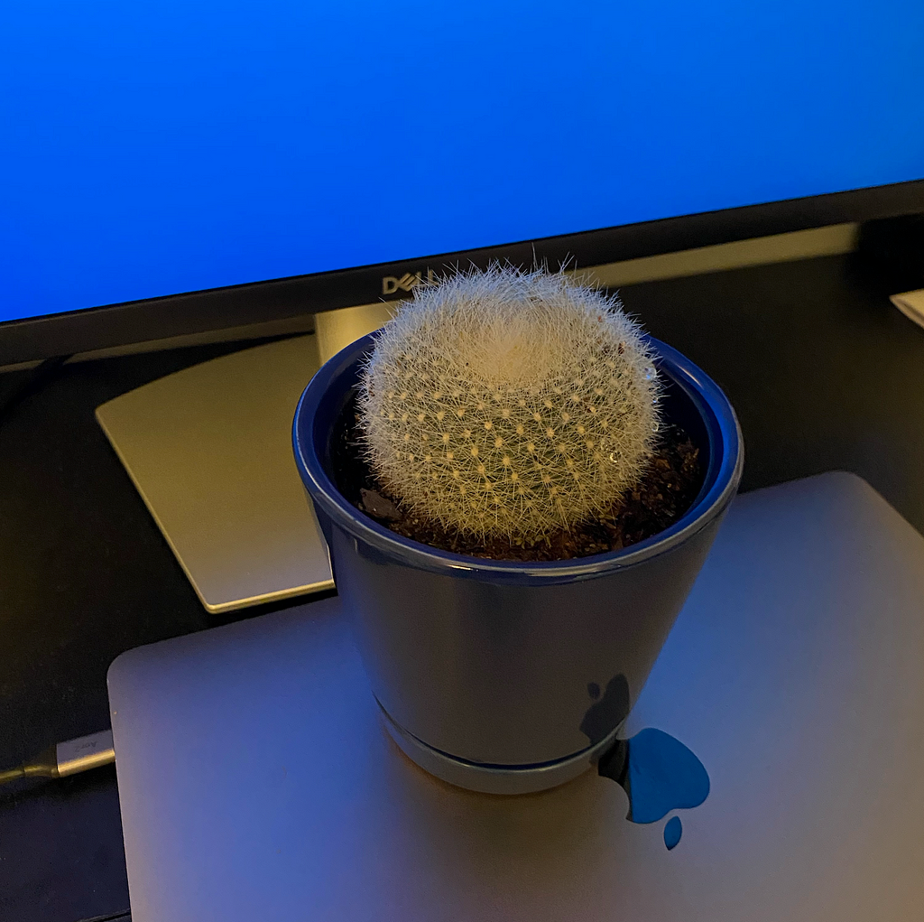 Karl, my cactus
