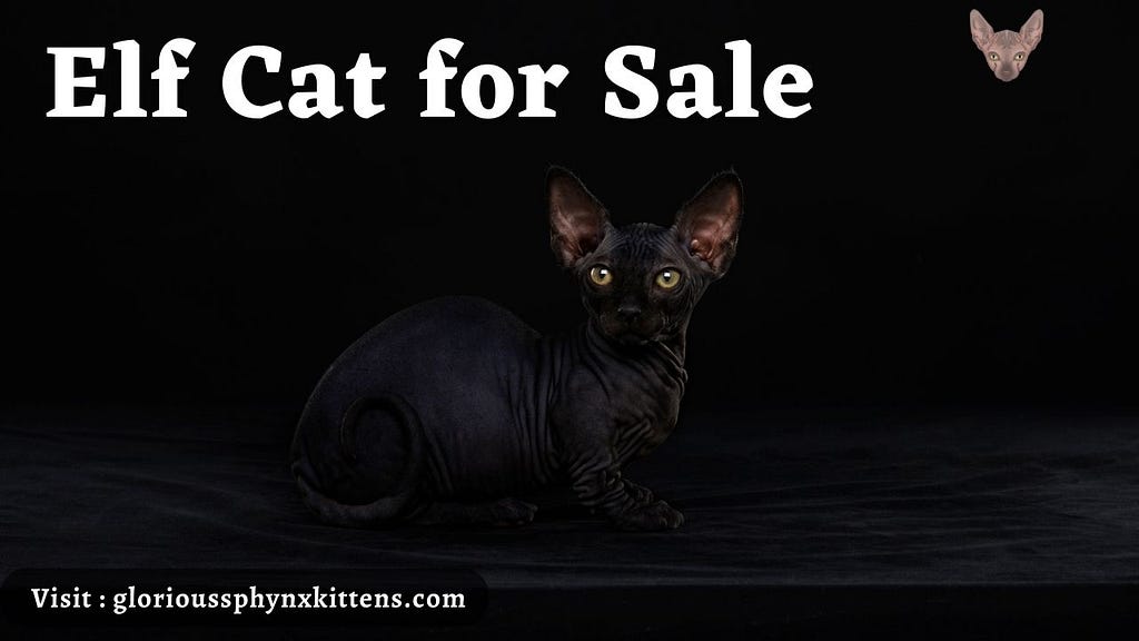 Elf Cat for Sale: