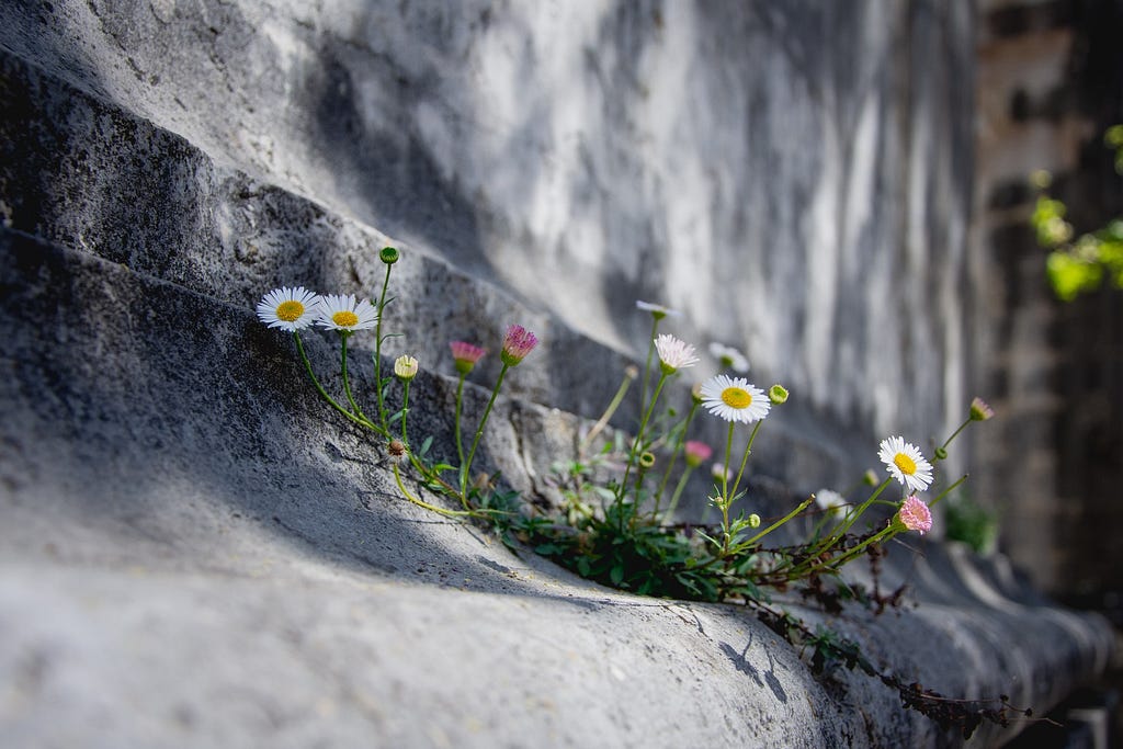 A plant that defies nature by growing through cement