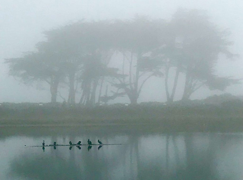 The Story of That  Foggy San Francisco Picture