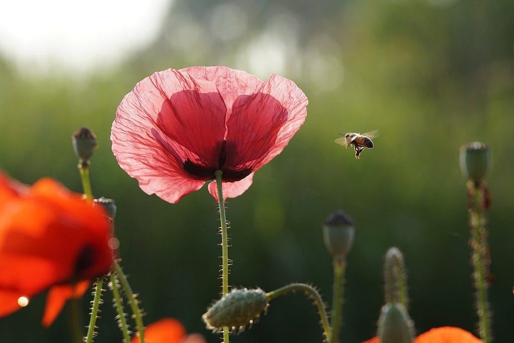 Ecology — Field of poppies and bee